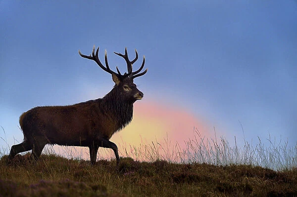 Red deer (Cervus elaphus) male stag silhouetted at dusk, rut season, Jura, Scotland