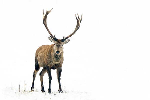 Red Deer (Cervus elaphus) male standing in snow. The Netherlands, January