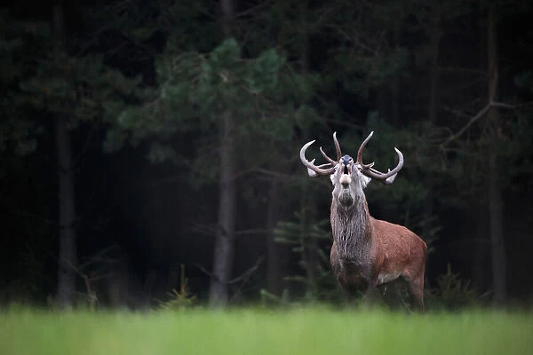 Red deer (Cervus elaphus) in the pine forest bellowing during the rutting season
