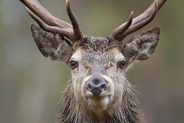 Red deer (Cervus elaphus) portrait in pine forest, Cairngorms NP, Highlands, Scotland