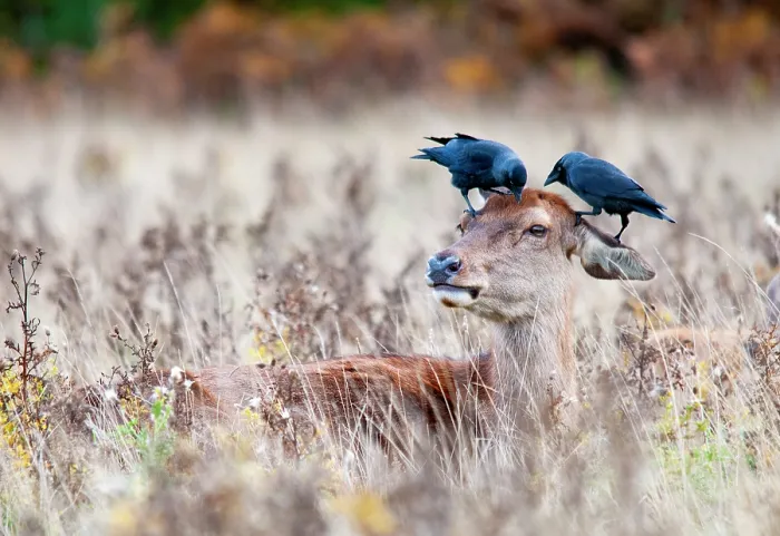 Framed Print : Red deer (Cervus elaphus) resting with two Jackdaws (Corvus monedula) perched on its head feeding on parasites, Richmond Park, London, England, UK. October Framed Print : Red deer (Cervus elaphus) resting with two Jackdaws (Corvus monedula) perched on its head feeding on parasites, Richmond Park, London, England, UK. October