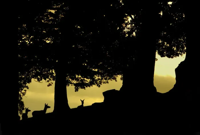 Framed Print : Red deer (Cervus elaphus) silhouette of hinds in woodland glade at dusk, Bradgate Park Framed Print : Red deer (Cervus elaphus) silhouette of hinds in woodland glade at dusk, Bradgate Park