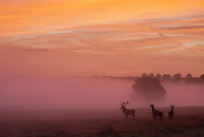 Framed Print : Three Red deer (Cervus elaphus) silhouetted in a misty sunrise, Richmond Park, London, England, UK. October Framed Print : Three Red deer (Cervus elaphus) silhouetted in a misty sunrise, Richmond Park, London, England, UK. October