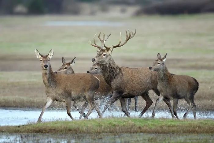 Framed Print : Red deer (Cervus elaphus) small herd walking through shallow water in salt meadow, Denmark. January