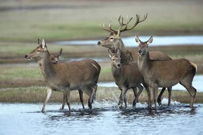 Framed Print : Red deer (Cervus elaphus) small herd walking through shallow water in salt meadow, Denmark. January Framed Print : Red deer (Cervus elaphus) small herd walking through shallow water in salt meadow, Denmark. January