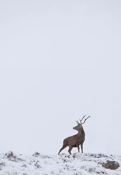 Red deer (cervus elaphus) solitary stag in snow, Alladale Reserve, Sutherland, Scotland