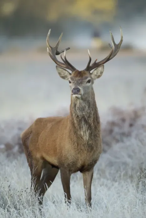 Framed Print : Red deer (Cervus elaphus) stag, portrait on frosty morning, Richmond Park, London Framed Print : Red deer (Cervus elaphus) stag, portrait on frosty morning, Richmond Park, London