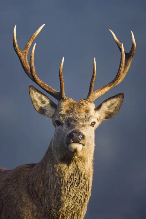 Framed Print : Red deer (Cervus elaphus) stag, portrait, captive, Bushy Park, Surrey, England, October Framed Print : Red deer (Cervus elaphus) stag, portrait, captive, Bushy Park, Surrey, England, October