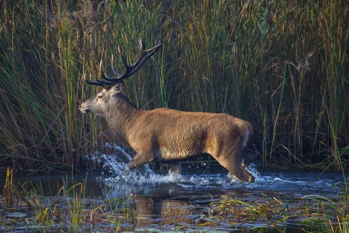 Framed Print : Red deer (Cervus elaphus) stag, Saxony, Germany. September Framed Print : Red deer (Cervus elaphus) stag, Saxony, Germany. September