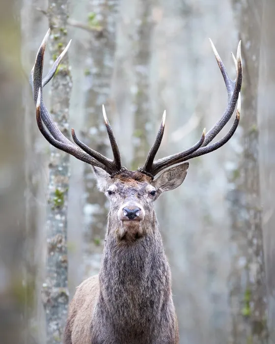 Framed Print : Red deer (Cervus elaphus) stag, standing among trees in forest, Bialowieza Forest, Bialowieza National Park, Poland. February Framed Print : Red deer (Cervus elaphus) stag, standing among trees in forest, Bialowieza Forest, Bialowieza National Park, Poland. February