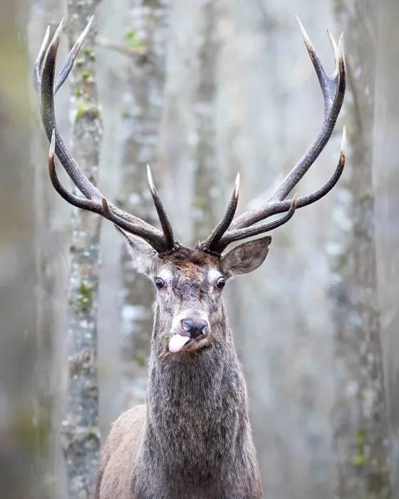 Framed Print : Red deer (Cervus elaphus) stag, standing among trees in forest, Bialowieza Forest, Bialowieza National Park, Poland. February Framed Print : Red deer (Cervus elaphus) stag, standing among trees in forest, Bialowieza Forest, Bialowieza National Park, Poland. February
