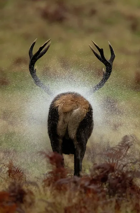 Framed Print : Red deer (Cervus elaphus) stag, shaking water from its fur, Bradgate Park, Leicestershire, UK. October Framed Print : Red deer (Cervus elaphus) stag, shaking water from its fur, Bradgate Park, Leicestershire, UK. October
