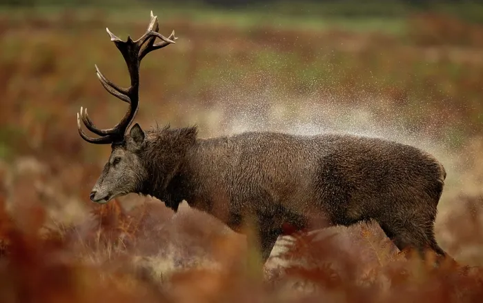 Framed Print : Red deer (Cervus elaphus) stag, shaking water from its fur, Bradgate Park, Leicestershire, UK. October Framed Print : Red deer (Cervus elaphus) stag, shaking water from its fur, Bradgate Park, Leicestershire, UK. October