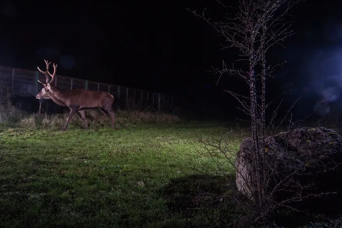 Framed Print : Red deer (Cervus elaphus) stag, using a wildlife crossing above the A10 highway at night, Charente-Maritime, France. January. Camera trap image