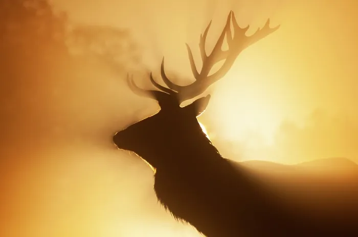 Framed Print : Red deer (Cervus elaphus) stag, backlit at dawn, Richmond Park, London, England, UK. October Framed Print : Red deer (Cervus elaphus) stag, backlit at dawn, Richmond Park, London, England, UK. October