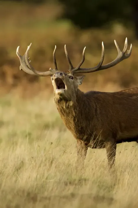 Framed Print : Red deer (Cervus elaphus) stag bellowing during autumn rut, Richmond Park, London