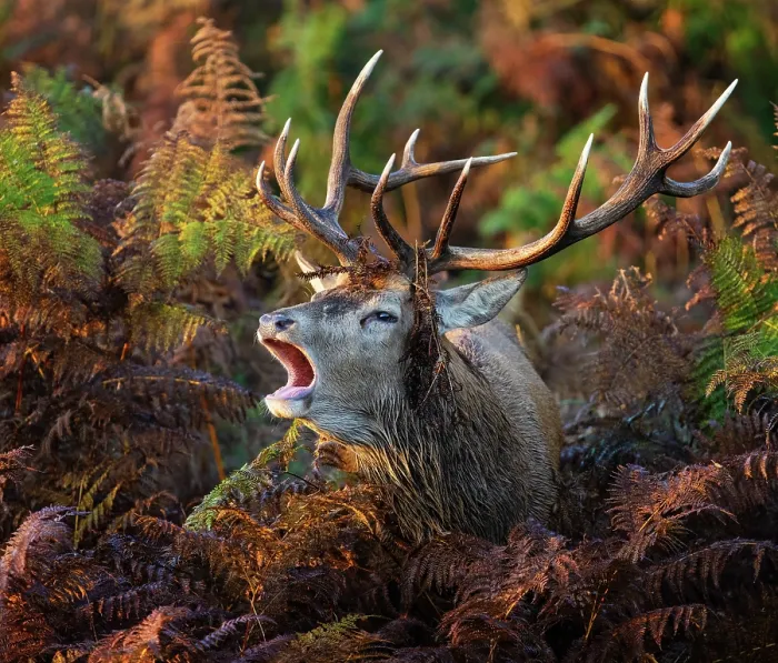 Framed Print : Red deer (Cervus elaphus) stag bellowing amongst bracken, Bushy Park, London, England, UK, October Framed Print : Red deer (Cervus elaphus) stag bellowing amongst bracken, Bushy Park, London, England, UK, October