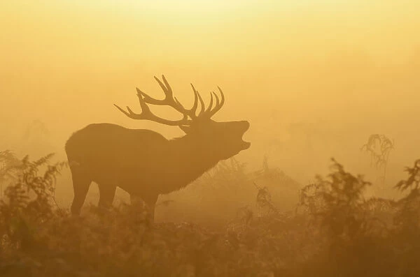Red deer (Cervus elaphus) stag bellowing in mist at sunrise, rutting season, Bushy Park, London, UK, October. 2020VISION Exhibition. 2020VISION Book Plate