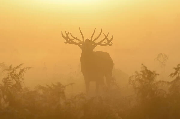 Red deer (Cervus elaphus) stag bellowing in mist at sunrise, rutting season, Bushy Park