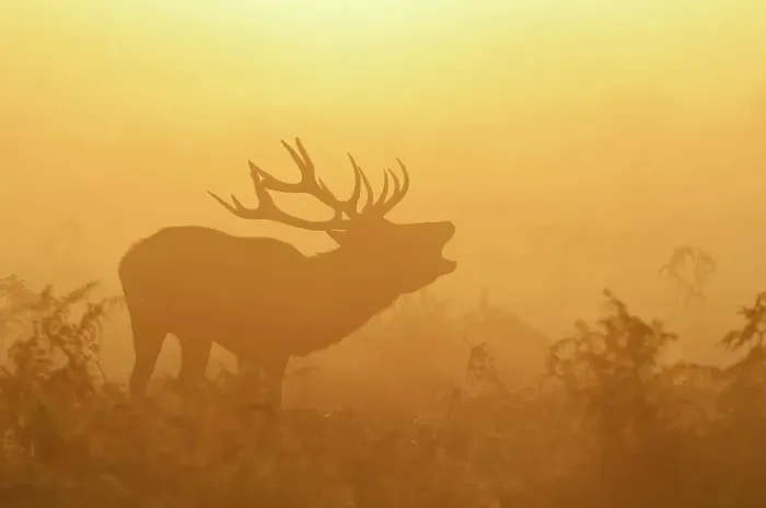 Framed Print : Red deer (Cervus elaphus) stag bellowing in mist at sunrise, rutting season, Bushy Park, London, UK, October. 2020VISION Exhibition. 2020VISION Book Plate Framed Print : Red deer (Cervus elaphus) stag bellowing in mist at sunrise, rutting season, Bushy Park, London, UK, October. 2020VISION Exhibition. 2020VISION Book Plate