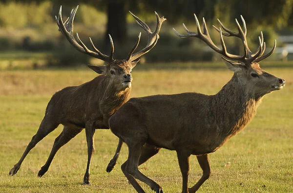 Red deer (Cervus elaphus) stag chasing another during a fight, rutting season, Bushy Park