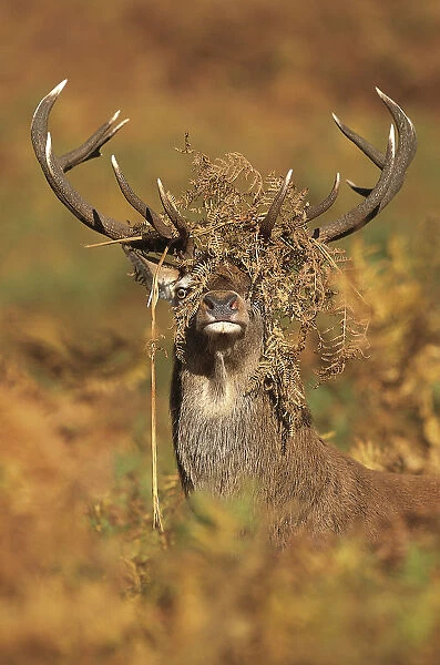Red deer (Cervus elaphus) stag with head covered in bracken, Leicestershire, UK, October