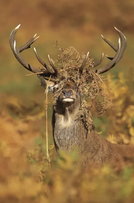 Framed Print : Red deer (Cervus elaphus) stag with head covered in bracken, Leicestershire, UK, October Framed Print : Red deer (Cervus elaphus) stag with head covered in bracken, Leicestershire, UK, October