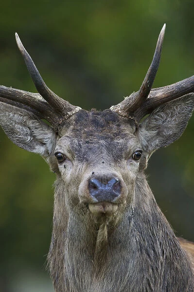 Red deer (Cervus elaphus) stag, head portrait, during rut, Klampenborg Dyrehaven, Denmark