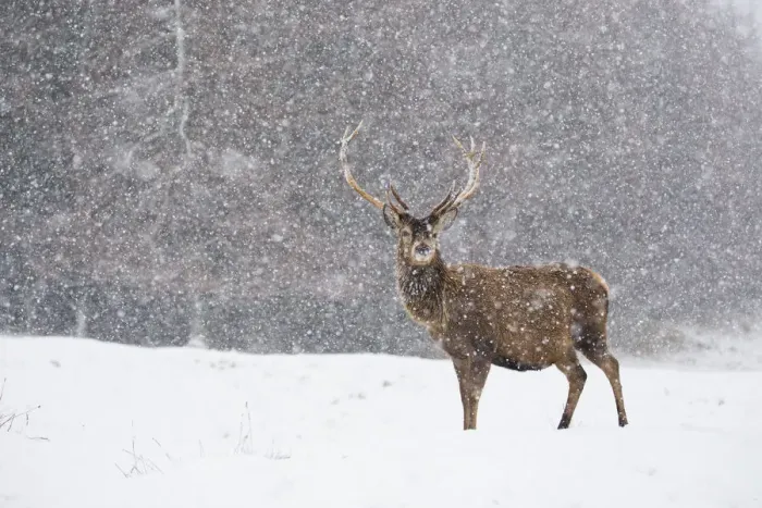 Framed Print : Red deer (Cervus elaphus) stag in heavy snow, Scotland, UK, February Framed Print : Red deer (Cervus elaphus) stag in heavy snow, Scotland, UK, February