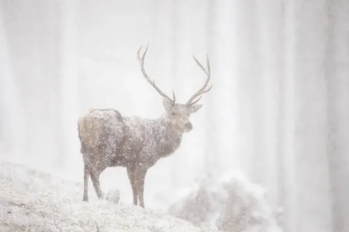 Framed Print : Red deer (Cervus elaphus) stag in heavy snowfall, Cairngorms National Park, Scotland Framed Print : Red deer (Cervus elaphus) stag in heavy snowfall, Cairngorms National Park, Scotland