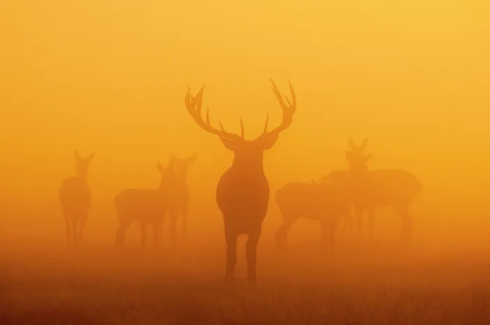 Framed Print : Red deer (Cervus elaphus) stag and herd behind, silhouetted at dawn, Richmond Park, London, England, UK. October Framed Print : Red deer (Cervus elaphus) stag and herd behind, silhouetted at dawn, Richmond Park, London, England, UK. October