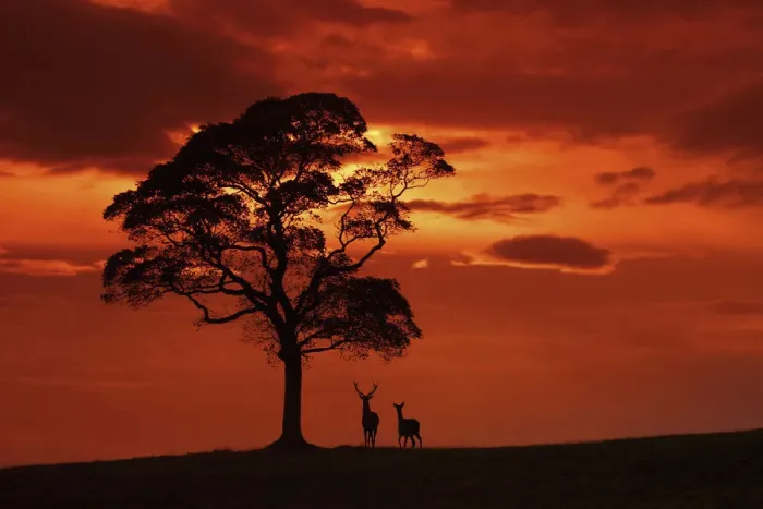 Framed Print : Red deer (Cervus elaphus) stag and hind at dusk, Cheshire, UK September Framed Print : Red deer (Cervus elaphus) stag and hind at dusk, Cheshire, UK September