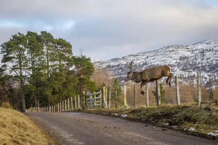 Framed Print : Red deer (Cervus elaphus) stag jumping over a stock fence along roadside, Cairngorms National Park, Scotland, UK. February Framed Print : Red deer (Cervus elaphus) stag jumping over a stock fence along roadside, Cairngorms National Park, Scotland, UK. February