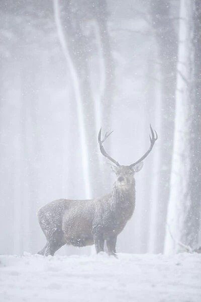 Red deer (Cervus elaphus) stag in pine forest in snow blizzard, Alvie Estate, Cairngorms NP