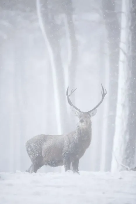 Framed Print : Red deer (Cervus elaphus) stag in pine forest in snow blizzard, Alvie Estate, Cairngorms NP Framed Print : Red deer (Cervus elaphus) stag in pine forest in snow blizzard, Alvie Estate, Cairngorms NP