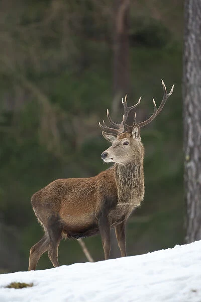 Red deer (Cervus elaphus) stag in pine woodland in winter, Cairngorms National Park