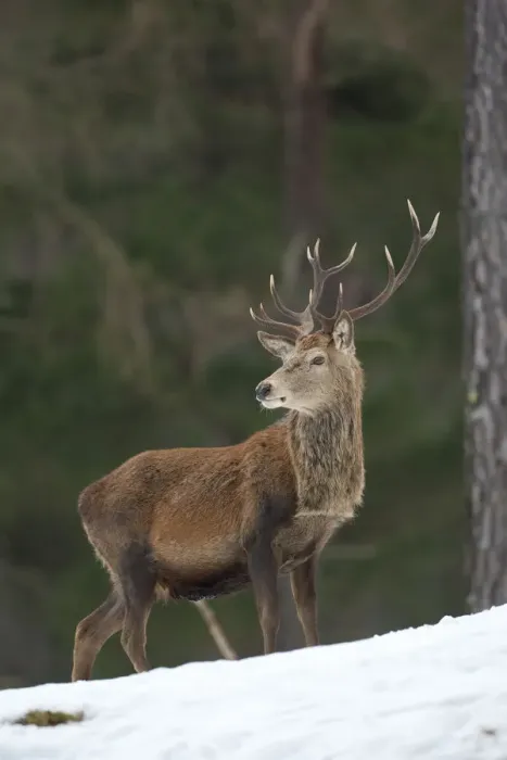 Framed Print : Red deer (Cervus elaphus) stag in pine woodland in winter, Cairngorms National Park Framed Print : Red deer (Cervus elaphus) stag in pine woodland in winter, Cairngorms National Park