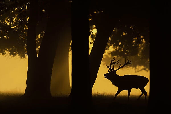 Red deer (Cervus elaphus) stag roaring, silhouetted under trees at sunrise. Bushy Park