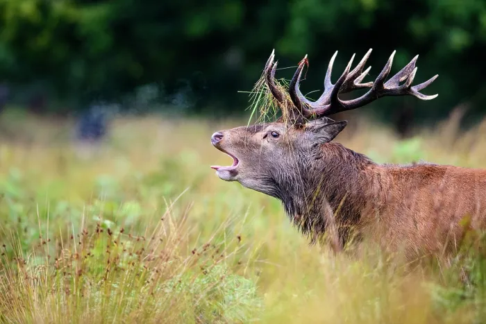 Framed Print : Red deer (Cervus elaphus) stag roaring. Richmond Park, London, UK. October Framed Print : Red deer (Cervus elaphus) stag roaring. Richmond Park, London, UK. October