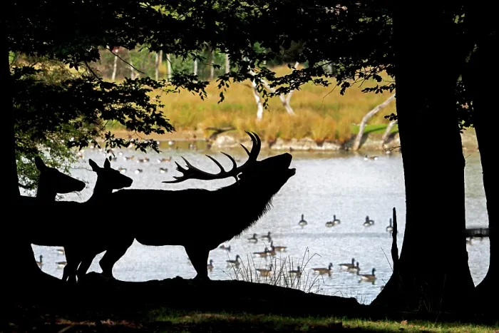 Framed Print : Red deer (Cervus elaphus) stag roaring on lake shore at edge of forest during the rut in autumn with two hinds close by, Parc Animalier de Sainte-Croix, France. October. Captive Framed Print : Red deer (Cervus elaphus) stag roaring on lake shore at edge of forest during the rut in autumn with two hinds close by, Parc Animalier de Sainte-Croix, France. October. Captive