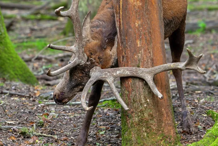 Framed Print : Red deer (Cervus elaphus) stag rubbing its antlers against a tree trunk, demarcating its territory in forest, Parc Animalier de Sainte-Croix, France. October. Captive Framed Print : Red deer (Cervus elaphus) stag rubbing its antlers against a tree trunk, demarcating its territory in forest, Parc Animalier de Sainte-Croix, France. October. Captive
