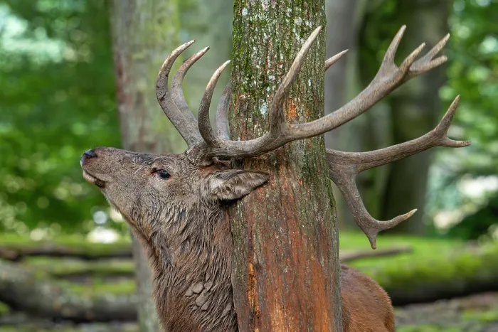 Framed Print : Red deer (Cervus elaphus) stag rubbing its antlers against a tree trunk, demarcating its territory in forest, Parc Animalier de Sainte-Croix, France. October. Captive Framed Print : Red deer (Cervus elaphus) stag rubbing its antlers against a tree trunk, demarcating its territory in forest, Parc Animalier de Sainte-Croix, France. October. Captive