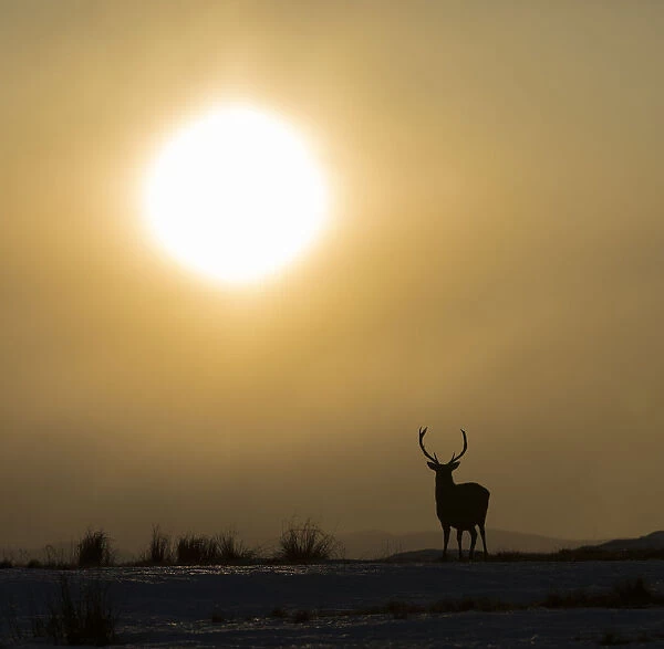 Red deer, (Cervus elaphus), stag silhouetted at sunset, Scotland, UK. February