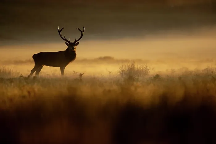 Framed Print : Red deer (Cervus elaphus) stag silhouetted at sunrise in mist, Bradgate Park, Leicestershire, England, UK. October Framed Print : Red deer (Cervus elaphus) stag silhouetted at sunrise in mist, Bradgate Park, Leicestershire, England, UK. October