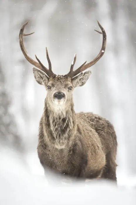 Framed Print : Red deer (Cervus elaphus) stag in the snow, Scotland, March Framed Print : Red deer (Cervus elaphus) stag in the snow, Scotland, March
