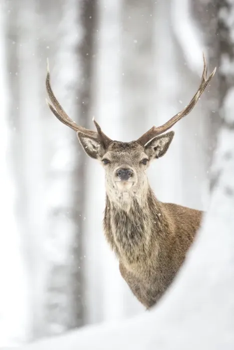 Framed Print : Red deer (Cervus elaphus) stag in the snow, Scotland, March Framed Print : Red deer (Cervus elaphus) stag in the snow, Scotland, March