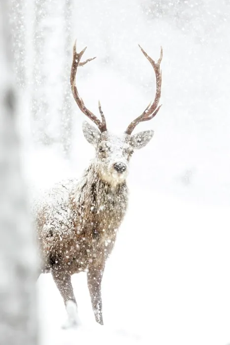 Framed Print : Red Deer (Cervus elaphus) Stag in the snow. Scotland, March Framed Print : Red Deer (Cervus elaphus) Stag in the snow. Scotland, March