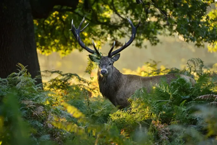 Framed Print : Red deer (Cervus elaphus) stag standing in bracken. London, UK. September Framed Print : Red deer (Cervus elaphus) stag standing in bracken. London, UK. September