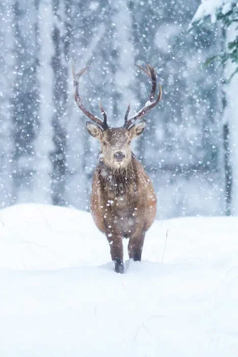 Framed Print : Red deer (Cervus elaphus) stag walking through falling snow, Cairngorms National Park, Scotland, UK. January Framed Print : Red deer (Cervus elaphus) stag walking through falling snow, Cairngorms National Park, Scotland, UK. January
