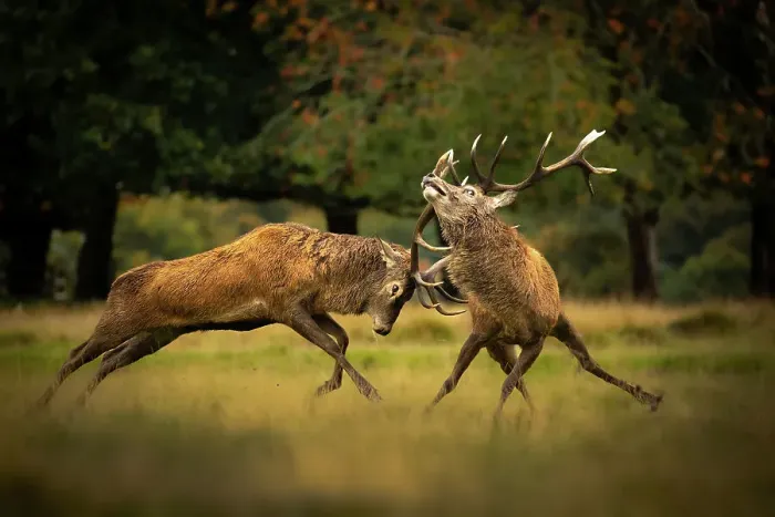 Framed Print : Two Red deer (Cervus elaphus) stags, fighting during the rut, Cheshire, UK. July Framed Print : Two Red deer (Cervus elaphus) stags, fighting during the rut, Cheshire, UK. July